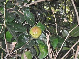ucoL()