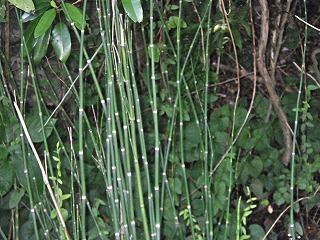 gNT